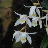 Coelogyne odoratissima Lindl.